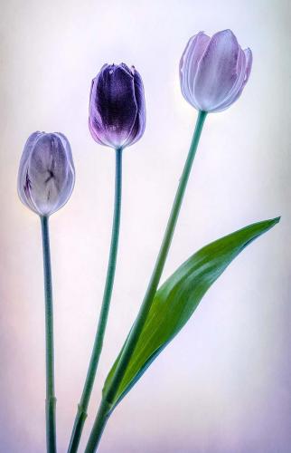 Intermediate 2nd - Purple Tulips - Carolyn Whetton