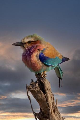 Advanced HC Lilac-breasted Roller Paul Lock-min