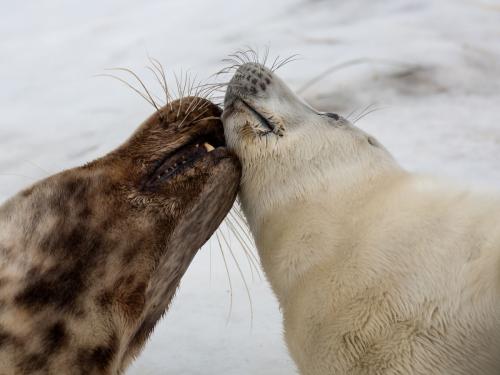 Grey-Seal-Mother-and-Pup