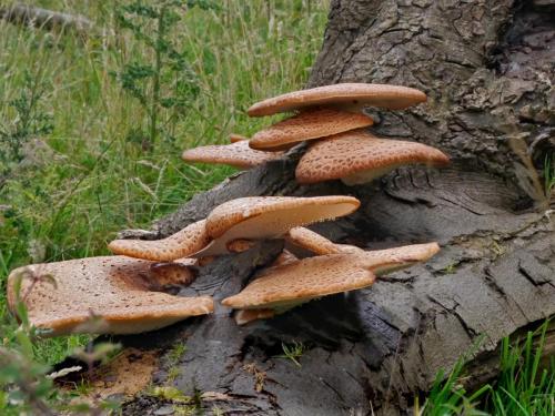 bracket fungi