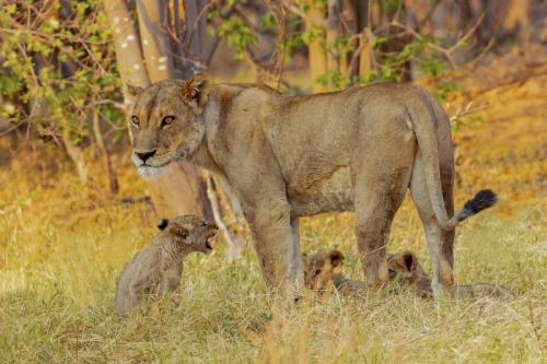 Paul Lock Lioness with cubs I-min