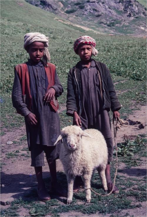 Berber Shepherds