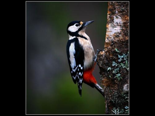 Adv pdi Comm GreaterSpotted Woodpecker, New Forest Michael Mutimer
