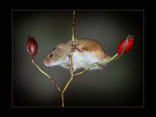 Advanced Pdi 1st Harvest Mouse and the search for Food Michael Mutimer